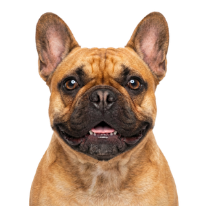 Französische Bulldogge